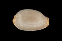 藏品(雞皮寶螺)的圖片